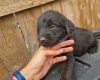 Giant Schnauzer