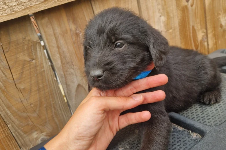 Giant Schnauzer