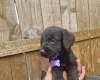 Giant Schnauzer