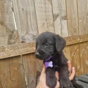 Giant Schnauzer