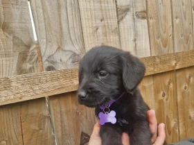 Giant Schnauzer