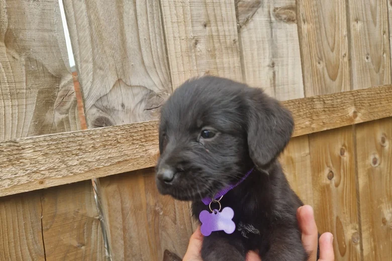 Giant Schnauzer