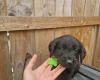 Giant Schnauzer