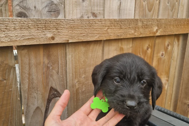 Giant Schnauzer