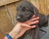 Giant Schnauzer