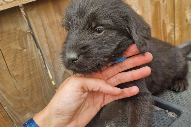 Giant Schnauzer