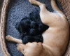 Giant Schnauzer