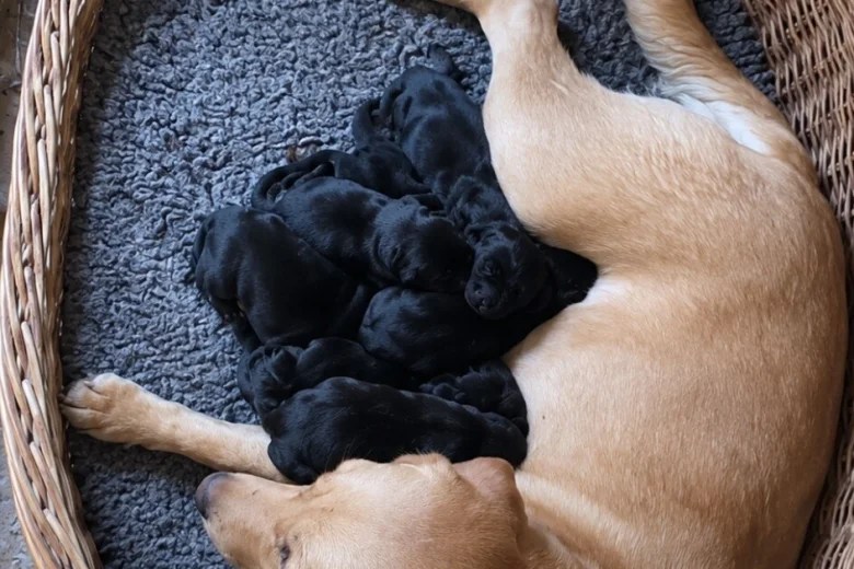 Giant Schnauzer