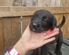 Giant Schnauzer