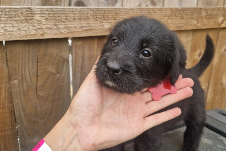 Giant Schnauzer