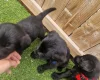 Giant Schnauzer