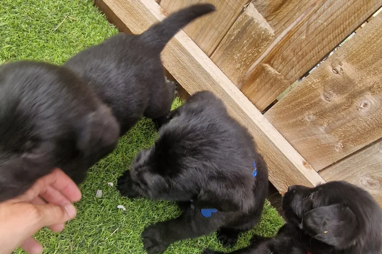 Giant Schnauzer