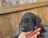 Giant Schnauzer