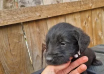 Puppy 8
