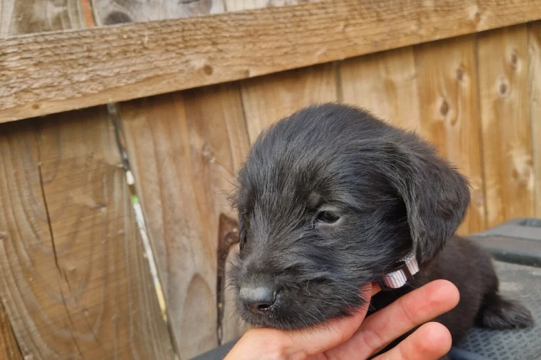 Giant Schnauzer