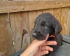 Giant Schnauzer