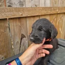 Giant Schnauzer