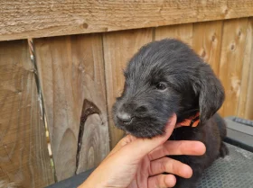 Giant Schnauzer