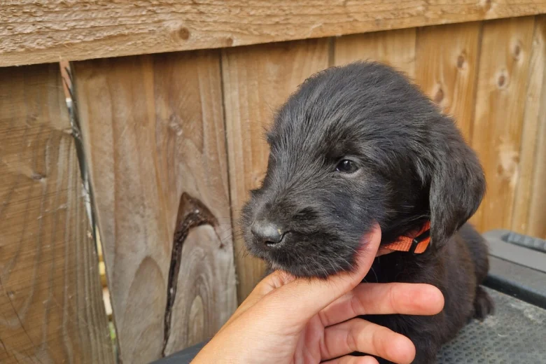Giant Schnauzer