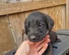 Giant Schnauzer