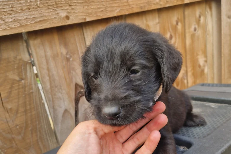 Giant Schnauzer