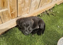 Puppy 5