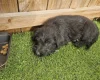 Giant Schnauzer