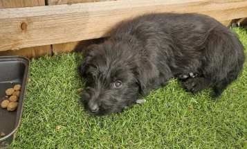Giant Schnauzer