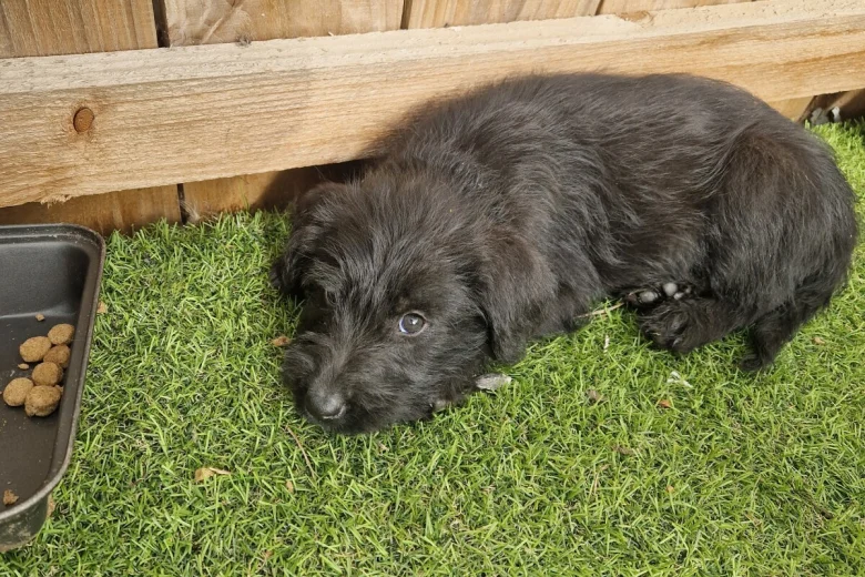 Giant Schnauzer
