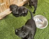 Giant Schnauzer