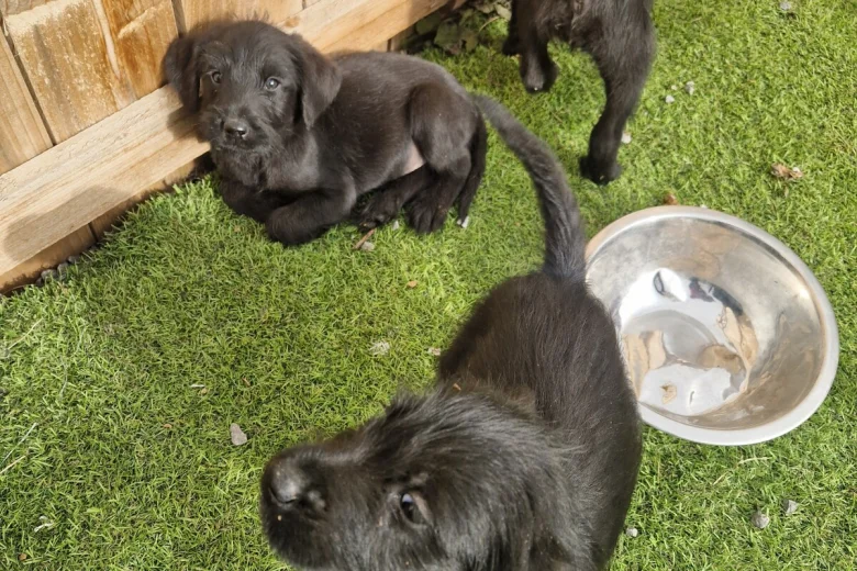Giant Schnauzer
