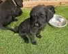 Giant Schnauzer