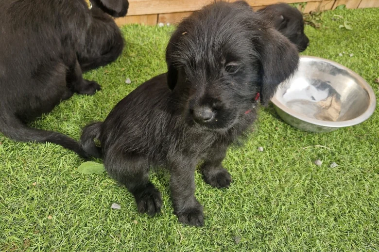Giant Schnauzer
