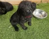 Giant Schnauzer