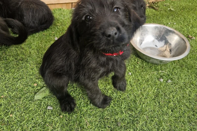 Giant Schnauzer