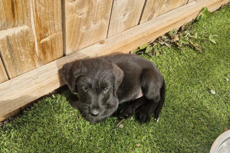 Giant Schnauzer