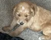 Goldendoodle