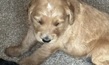 Goldendoodle