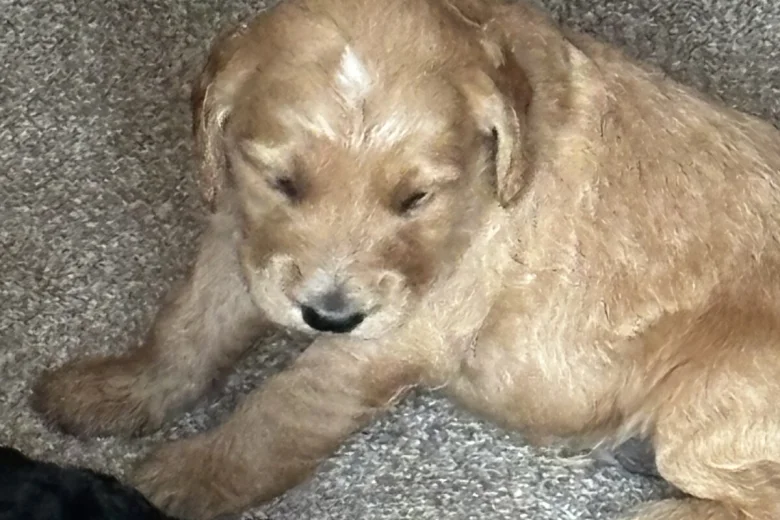 Goldendoodle