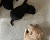 Goldendoodle