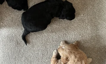Goldendoodle