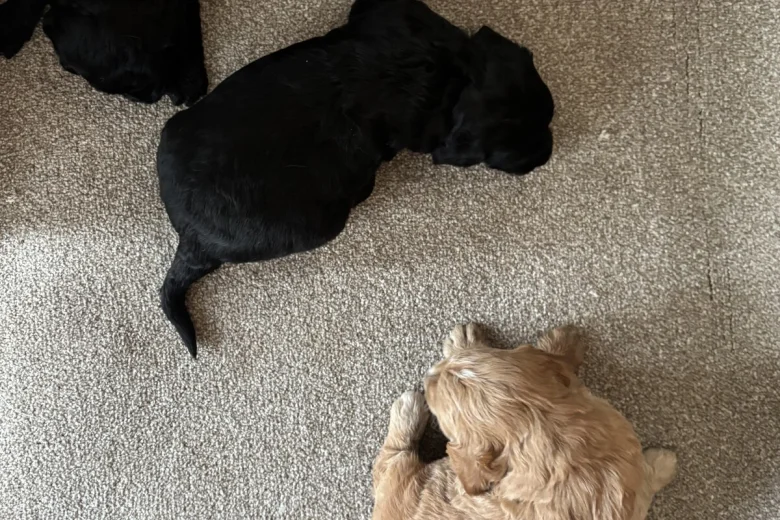 Goldendoodle