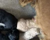 Goldendoodle