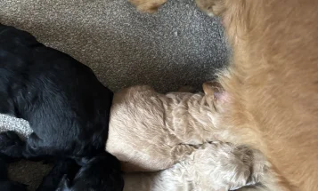 Goldendoodle