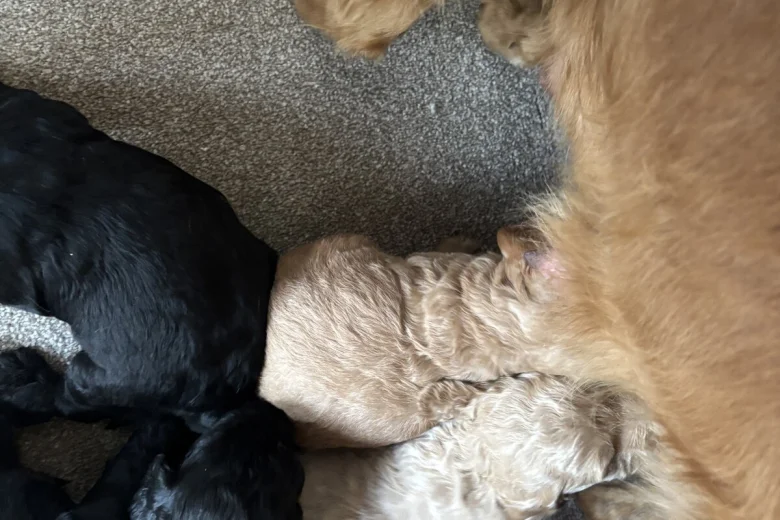 Goldendoodle