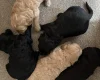 Goldendoodle