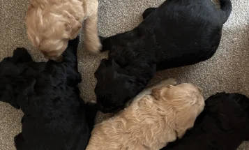 Goldendoodle