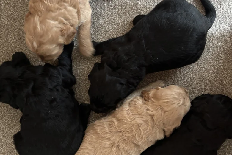 Goldendoodle
