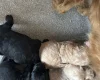 Goldendoodle