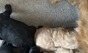 Goldendoodle